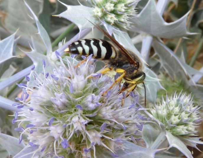 Bembix bidentata (Crabronidae)